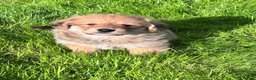 Mixed Breed dogs for sale: Corgipoos - Advert 9