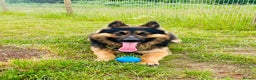 German Shepherd dogs for sale: 6 Beautiful straight back German Sheperd puppies  - Advert 11