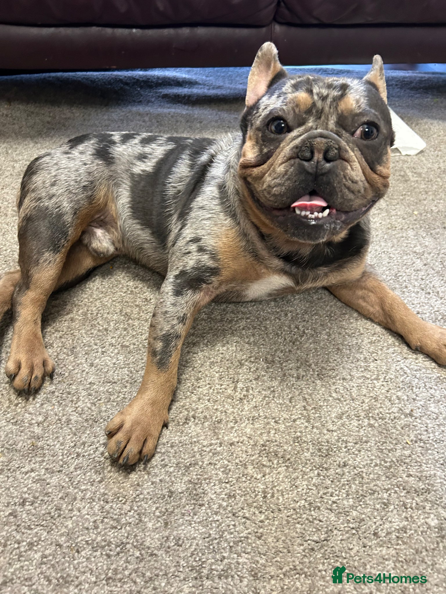 French Bulldog dogs French Bulldog Merle For Sale  - Advert 13