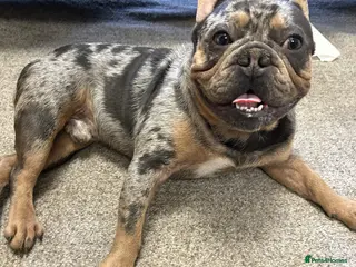 French Bulldog dogs French Bulldog Merle For Sale - Advert 5