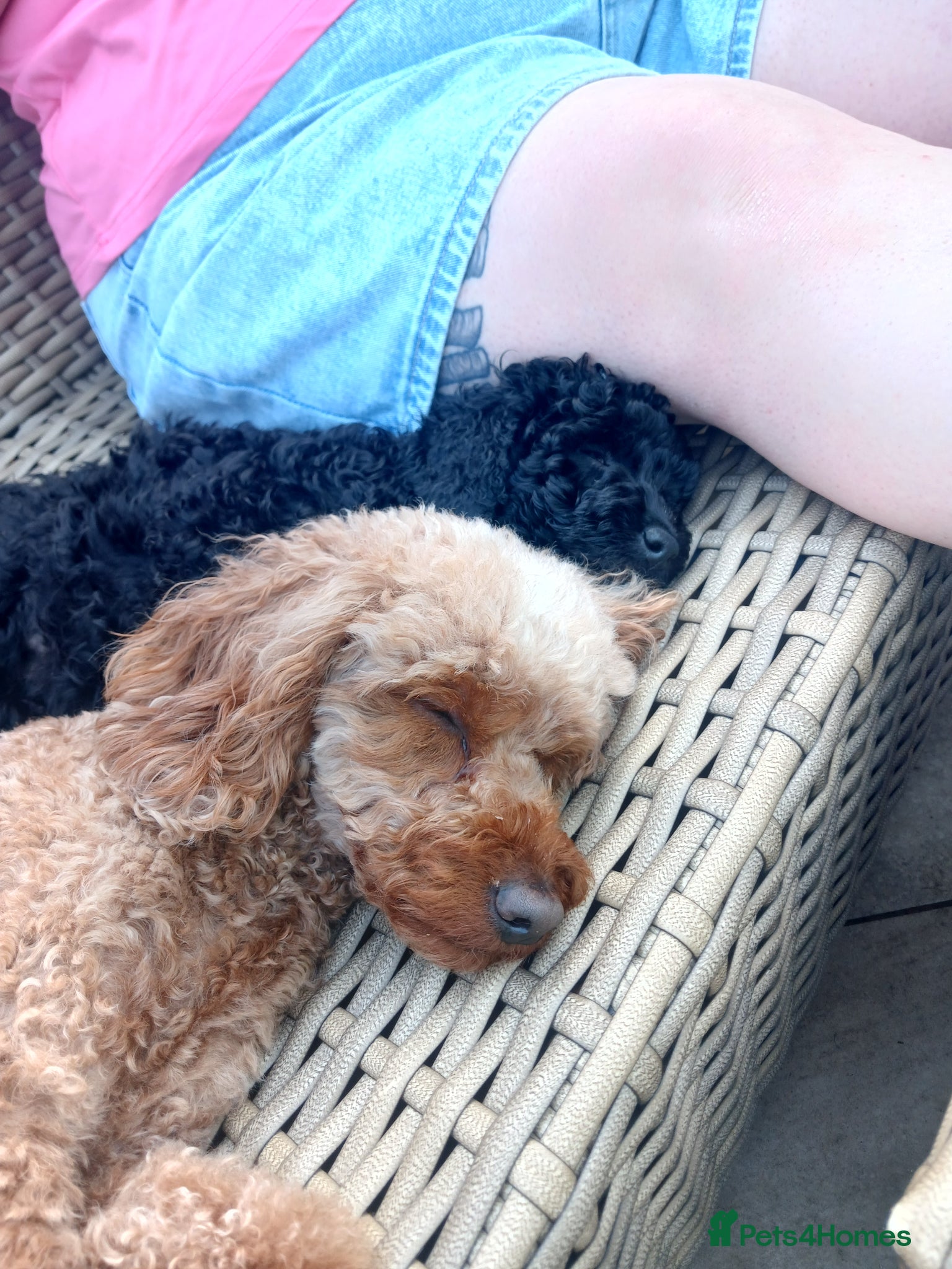 Labradoodle dogs ✨️F1bb miniture labradoodles✨️ - Advert 2