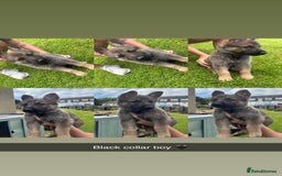 German Shepherd dogs for sale: German shepherd puppies  - Image 5