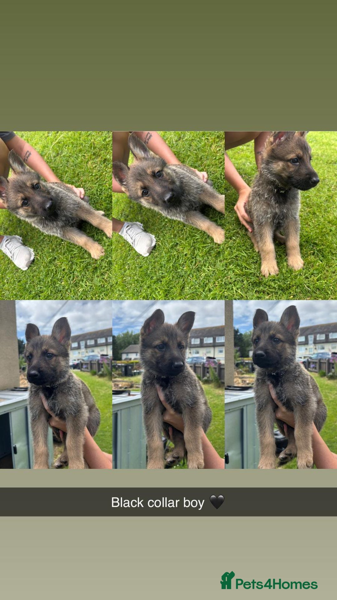 German Shepherd dogs for sale: German shepherd puppies  - Image 5