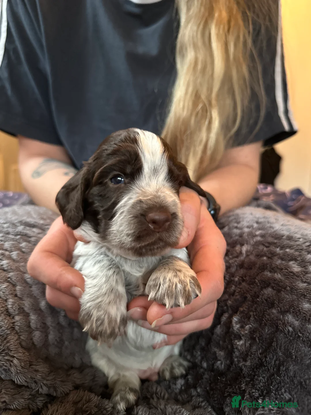 Cocker Spaniel dogs for sale: Working cocker spaniel puppies for sale in Ewhurst - Advert 11