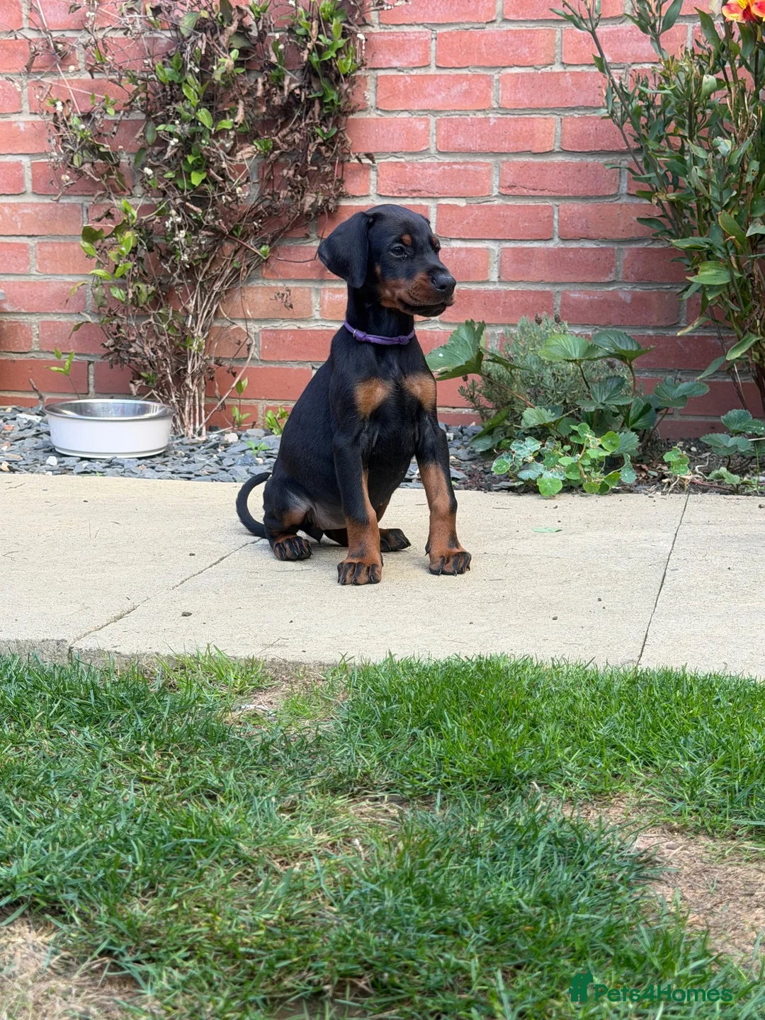 Dobermann dogs for sale: 2 girls left ❤️ Doberman Puppies - Advert 2