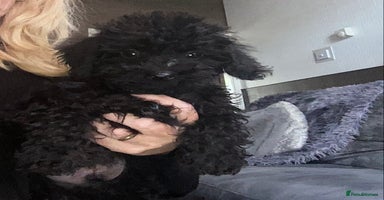 Doxiepoo dogs - Advert 7