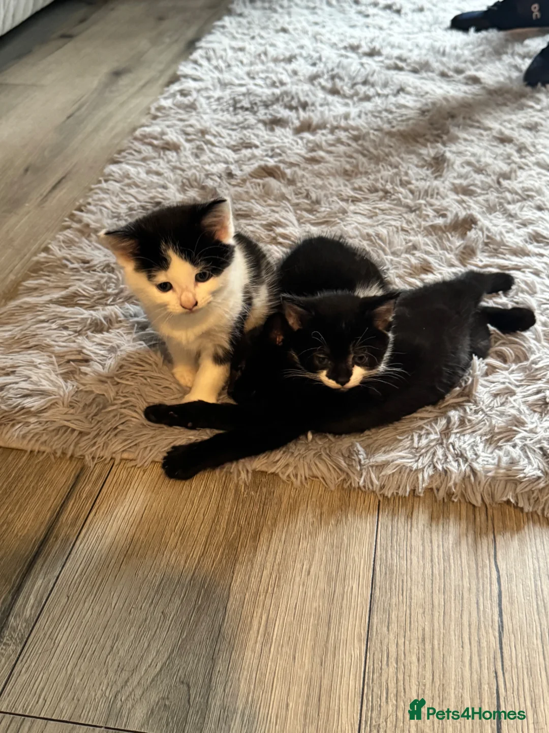 Maine Coon cats for sale: 1/4 Maine coon kittens  - Advert 5