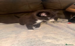 Mixed Breed cats for sale: 5 beautiful kittens mother part ragdoll - Image 7