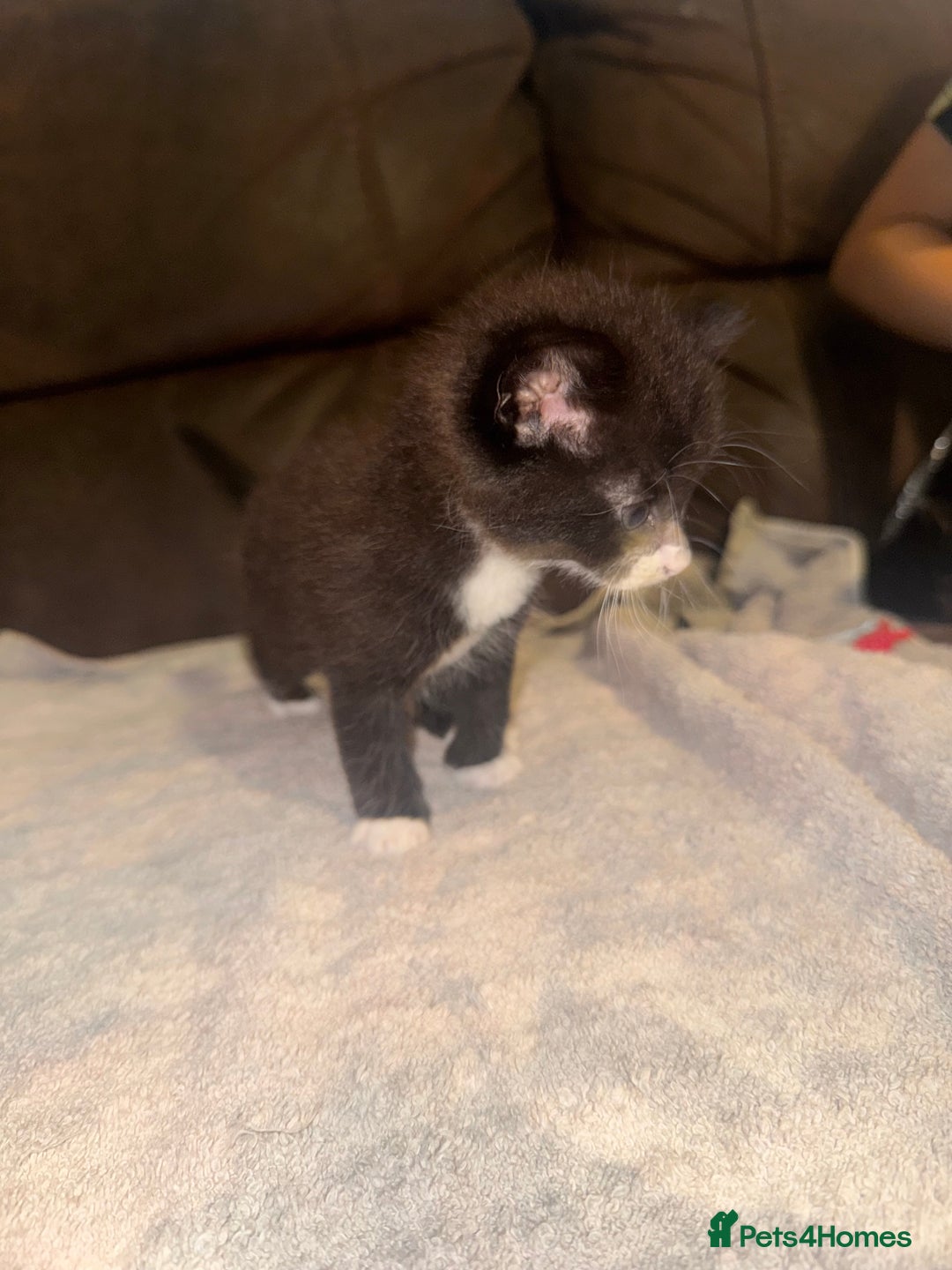 Mixed Breed cats for sale: 5 beautiful kittens mother part ragdoll - Image 7