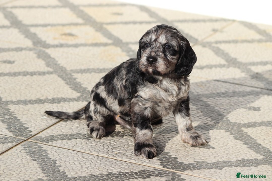 Cockapoo dogs for sale: F1 Cockapoo puppies for sale - Advert 15