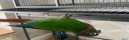 Conures birds for sale: Hand reared tame conure and kakarikis  - Advert 8