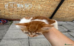 Mixed Breed cats for sale: loved and cared for kittens looking for new home🥹 - Image 15