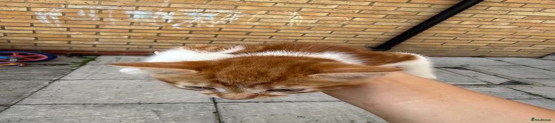 Mixed Breed Kitten 2