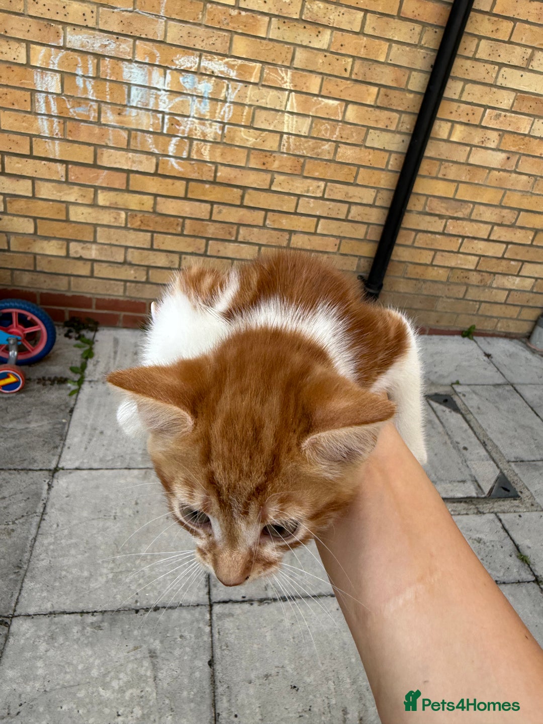 Mixed Breed cats for sale: loved and cared for kittens looking for new home🥹 - Image 15