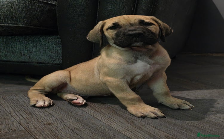 Mixed Breed dogs - Advert 1