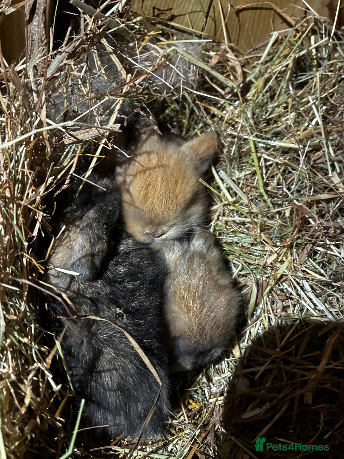Mini Lop rabbits Mini lop bunnies for sale - Advert 1