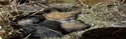 Mini Lop rabbits for sale: Mini lop bunnies for sale - Advert 1