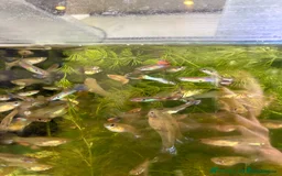 Other/Mixed Breed fish for sale: Assorted guppy fry £2 each - Image 6