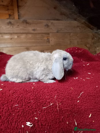 Mini Lop rabbits - Advert 5