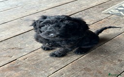 Cockapoo dogs for sale: Cockapoos puppies  - Image 9