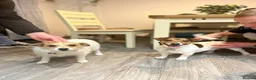 Jack Russell dogs for sale: Jack Russel puppies in Manchester - Advert 3