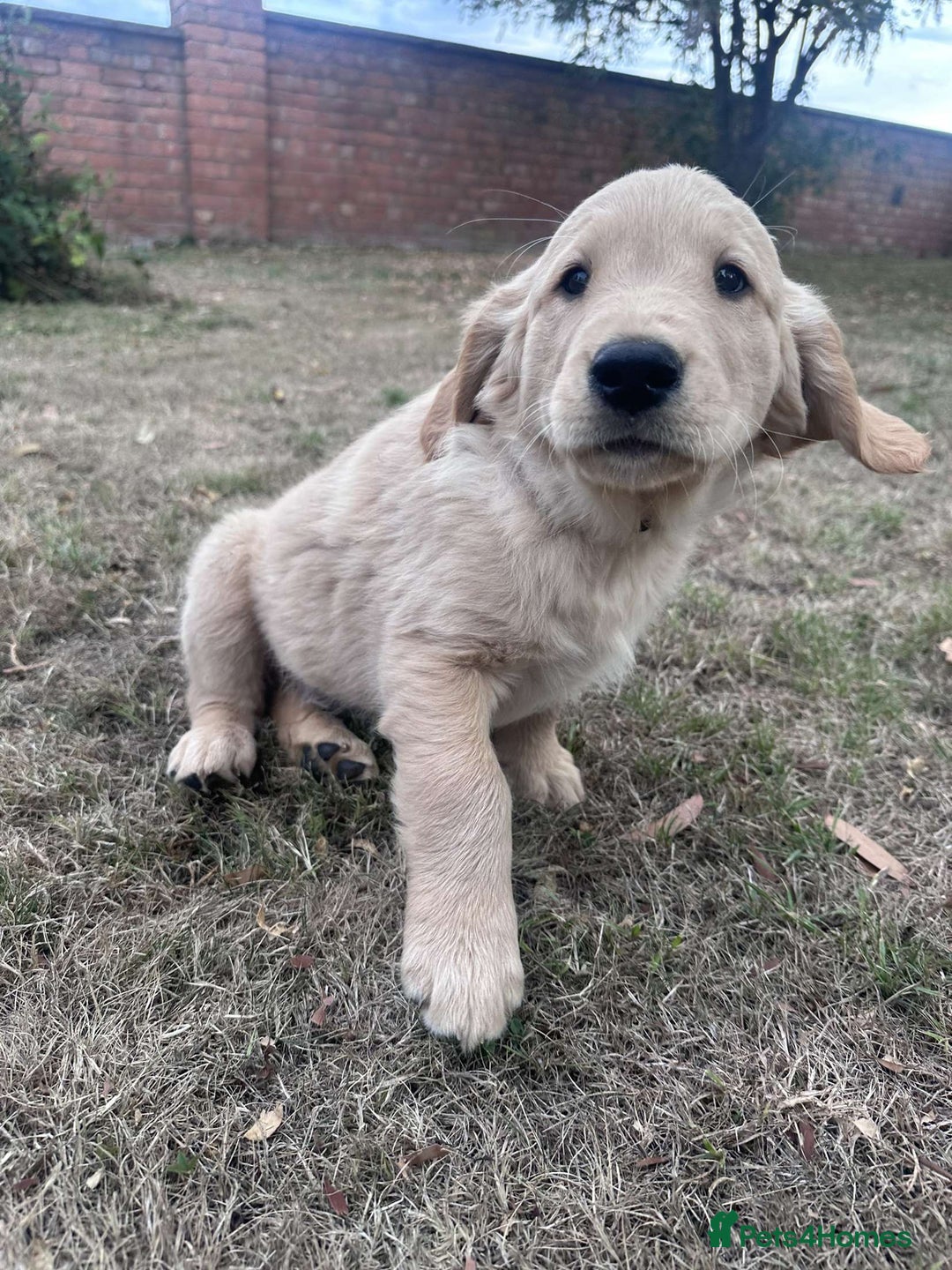 Golden Retriever dogs for sale: 4 KC registered Golden Retriever puppies  - Image 34
