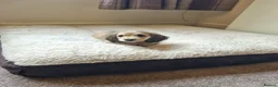 Miniature Dachshund dogs for sale: Gorgeous Long Haired Cream Miniature Dachshunds - Advert 10