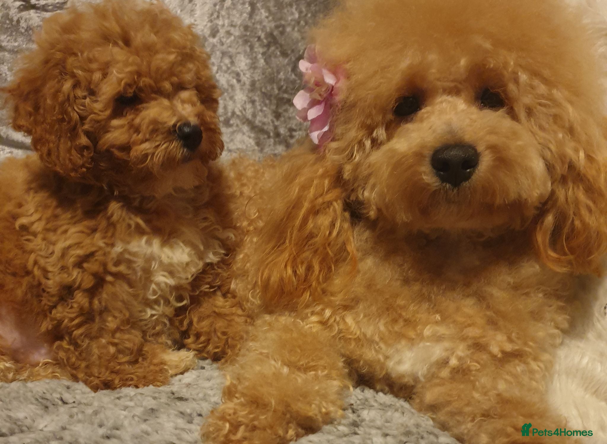Mixed Breed dogs 🧸 multipoo puppys 🧸 - Advert 1