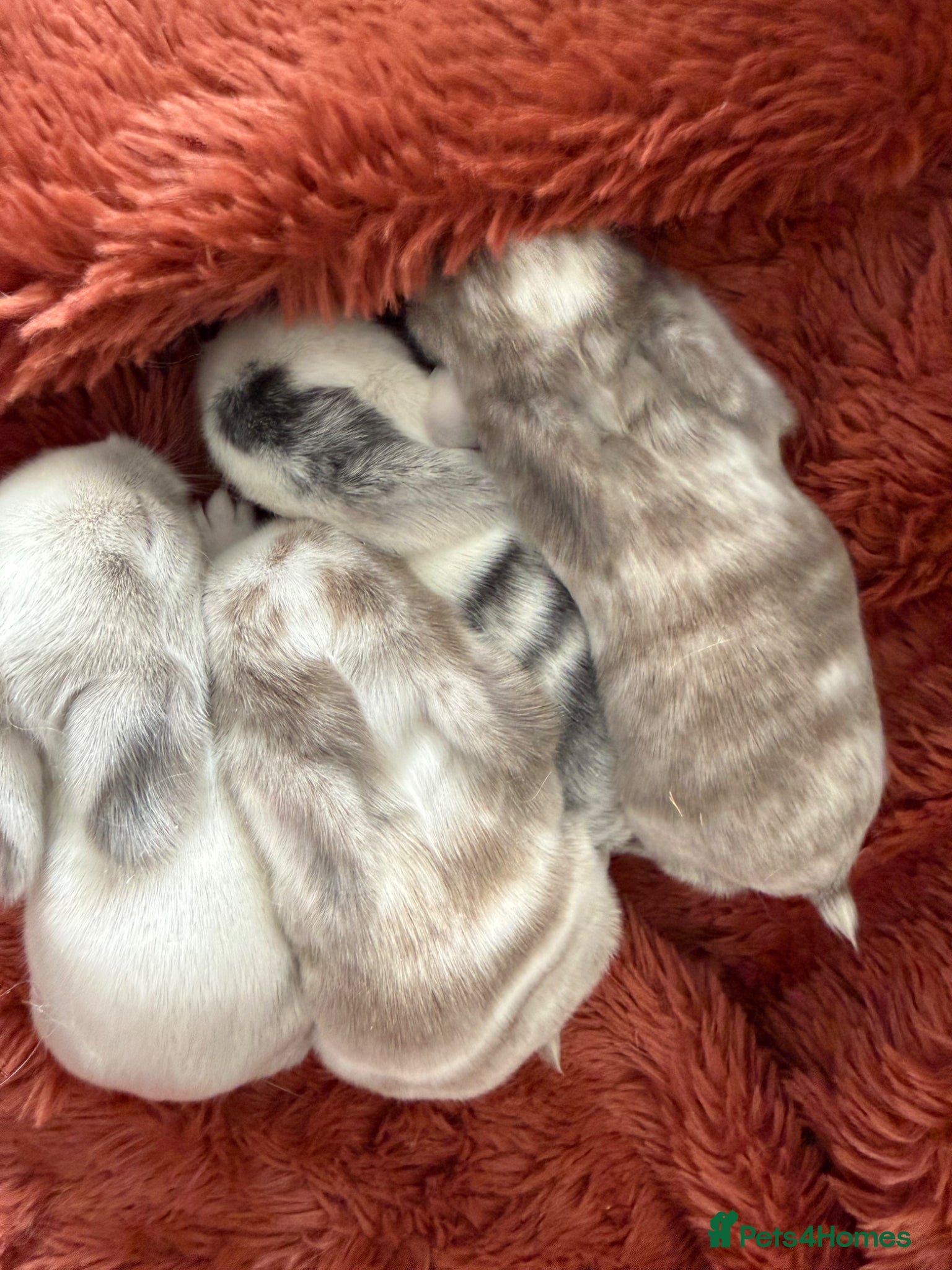 Mini Lop rabbits Please meet our gorgeous mini lops  - Advert 1