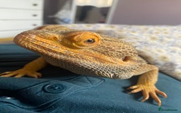 Bearded Dragon reptiles for sale: Loving and characterful beardie  - Advert 1
