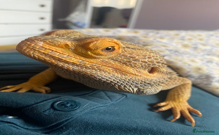 Bearded Dragon reptiles Loving and characterful beardie  - Advert 1