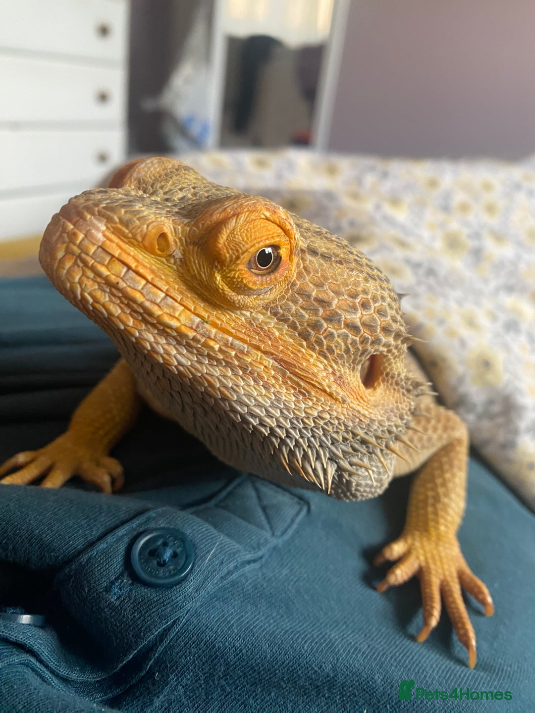 Bearded Dragon reptiles for sale: Loving and characterful beardie  - Advert 1