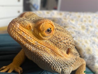 Bearded Dragon reptiles Loving and characterful beardie - Advert 5