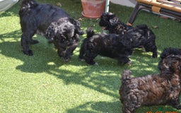 Shihpoo dogs for sale: rare black shipoos - Image 8