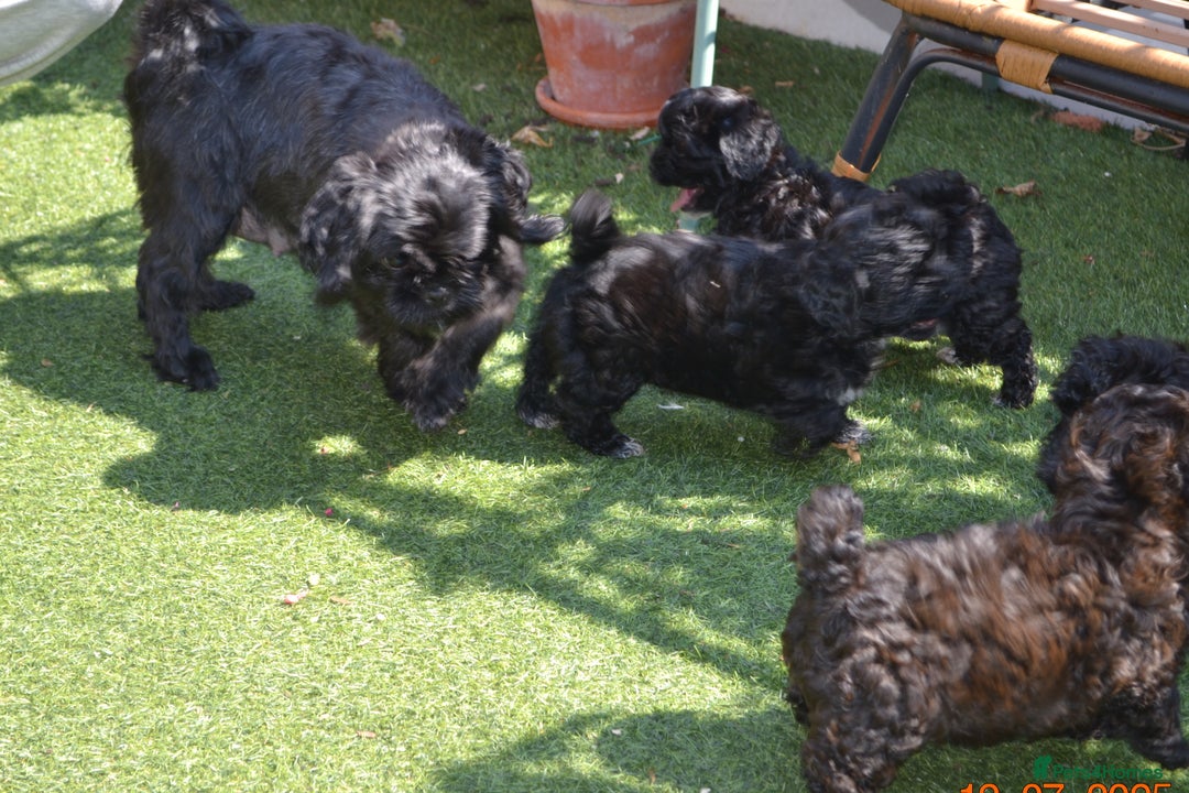 Shihpoo dogs for sale: rare black shipoos - Image 8