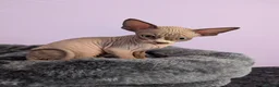 Sphynx cats for sale: ***TICA ACTIVE*** - PURE BREAD SPHYNX - AVAILABLE - Advert 21