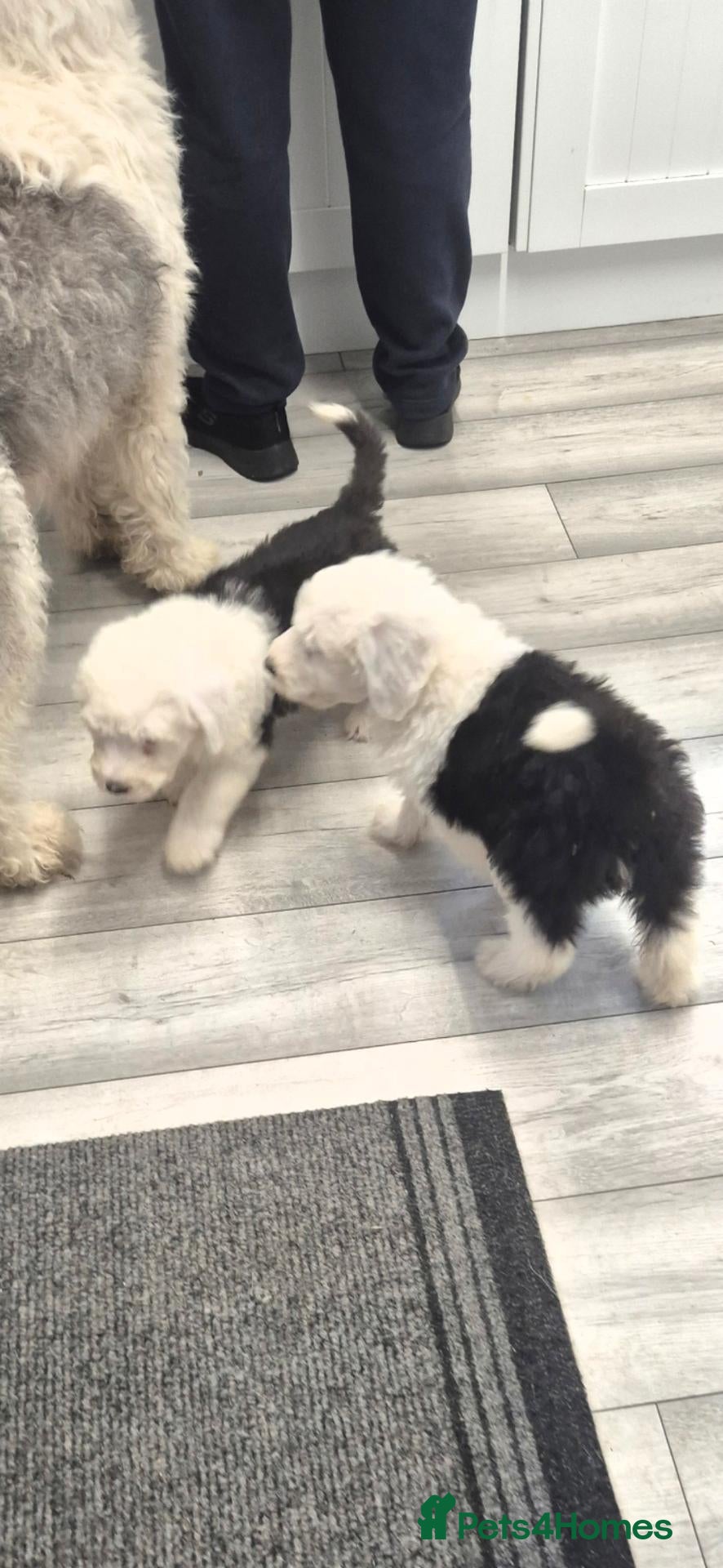 Old English Sheepdog dogs for sale: READY NOW - Advert 2