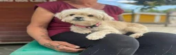 Mixed Breed dogs for adoption: Tinnie Winnie Valentina - Advert 7