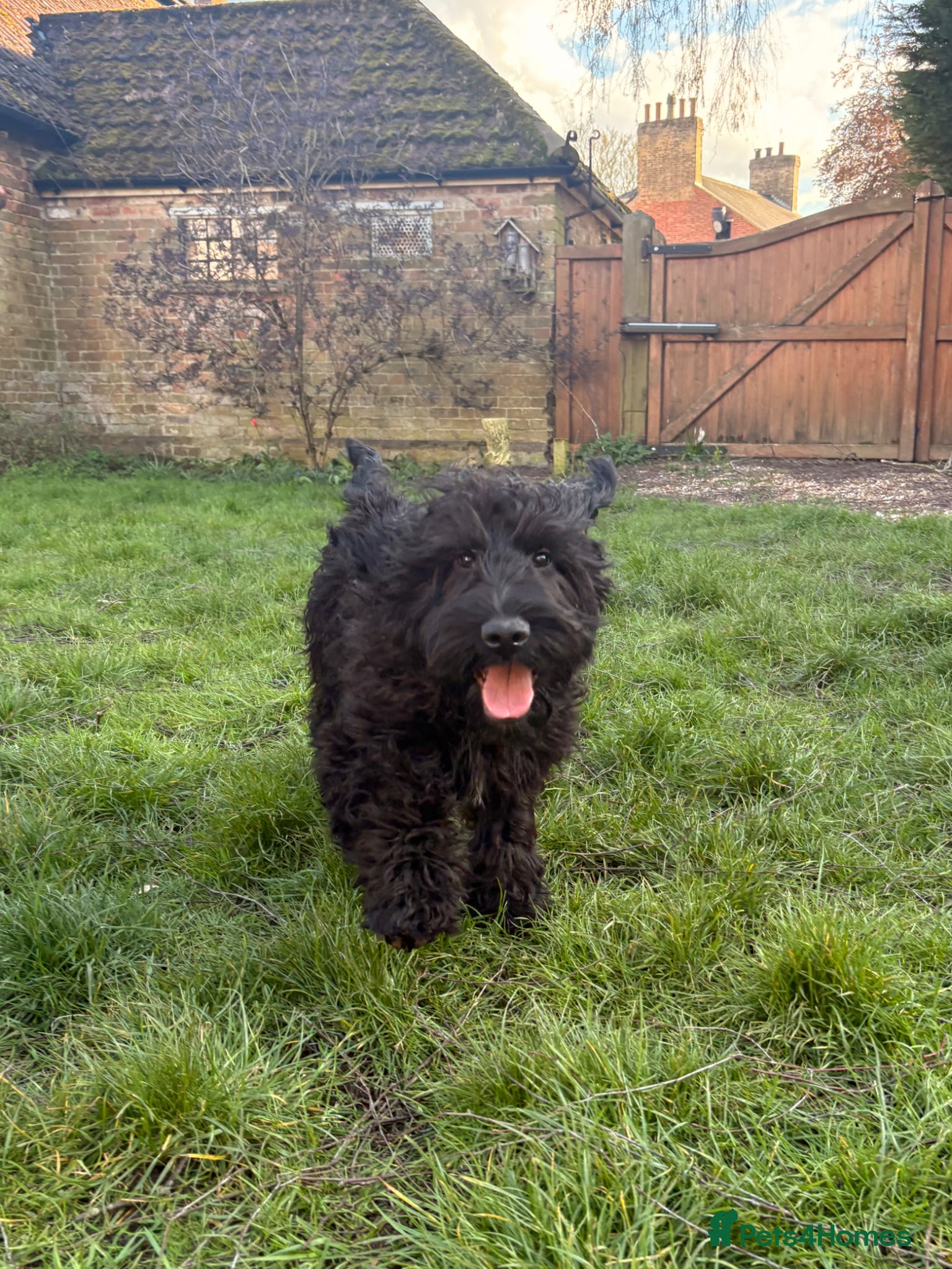Cockapoo dogs LAST STUNNING BOY - Full of character F1 Cockapoo - Advert 18
