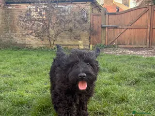 Cockapoo dogs LAST STUNNING BOY - Full of character F1 Cockapoo - Advert 12