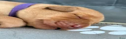 Labrador Retriever dogs for sale: Beautiful Labrador Puppies  - Advert 9