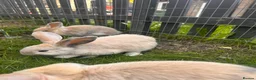 Mixed Breed rabbits for sale: Female rabbits  - Advert 5