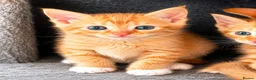 Mixed Breed cats for sale: Rare female ginger, & calico kittens - Advert 9