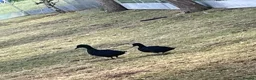 Ducks poultry for sale: Bantam pair of Black East Indian ducks - Advert 7