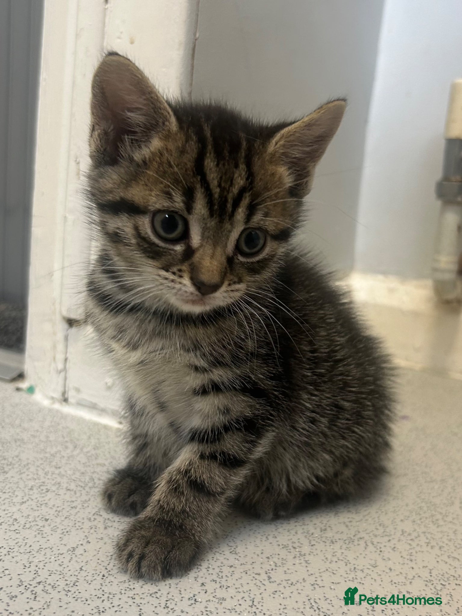 Mixed Breed cats Last 2 left ready now  - Advert 10
