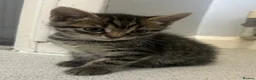 Mixed Breed cats for sale: Last 2 left  - Advert 3