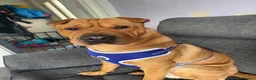 Mixed Breed dogs for sale: Bear staffy x Shar pai - Advert 9