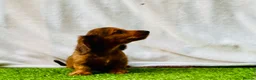 Miniature Dachshund dogs for sale: Long haired dachshund puppies  - Advert 7