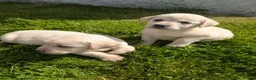 Labrador Retriever dogs for sale: Beautiful KC Labrador Puppies - Advert 8