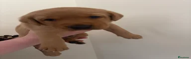 Puppy 1
